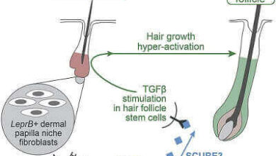 SCUBE3 molécula de señalización para el crecimiento del cabello